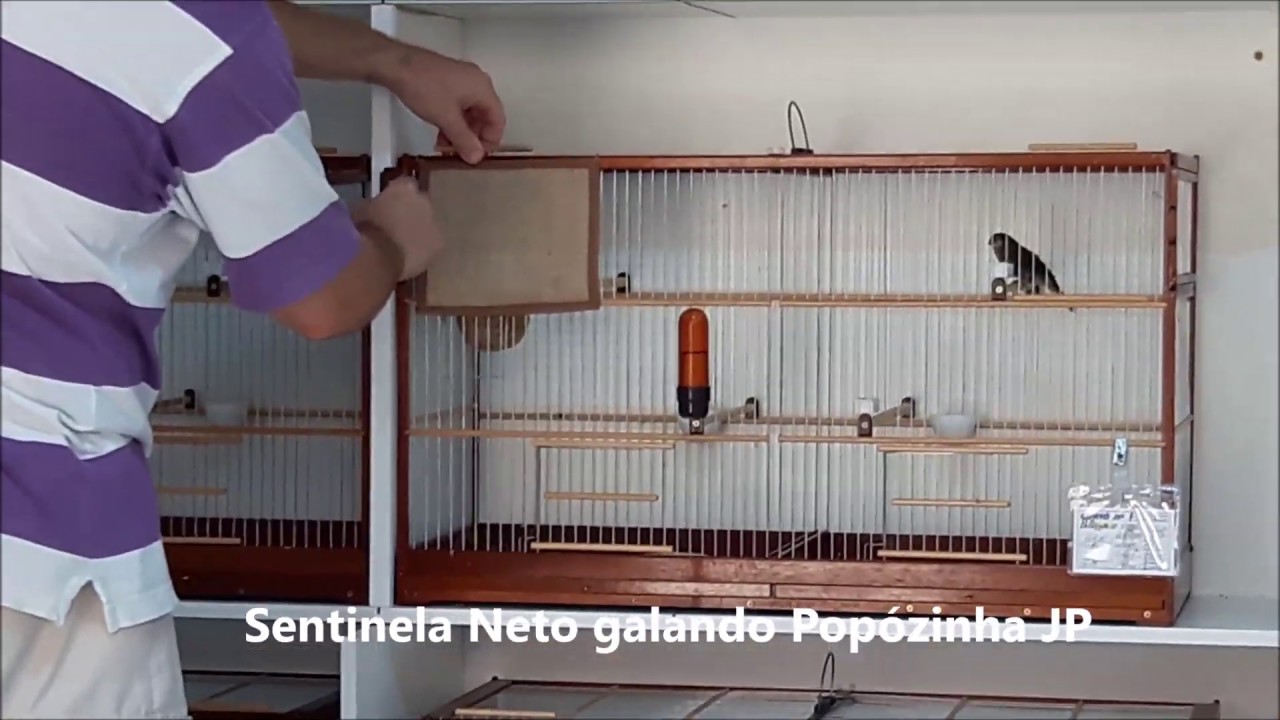 SENTINELA NETO GALANDO POP&Oacute;ZINHA JP