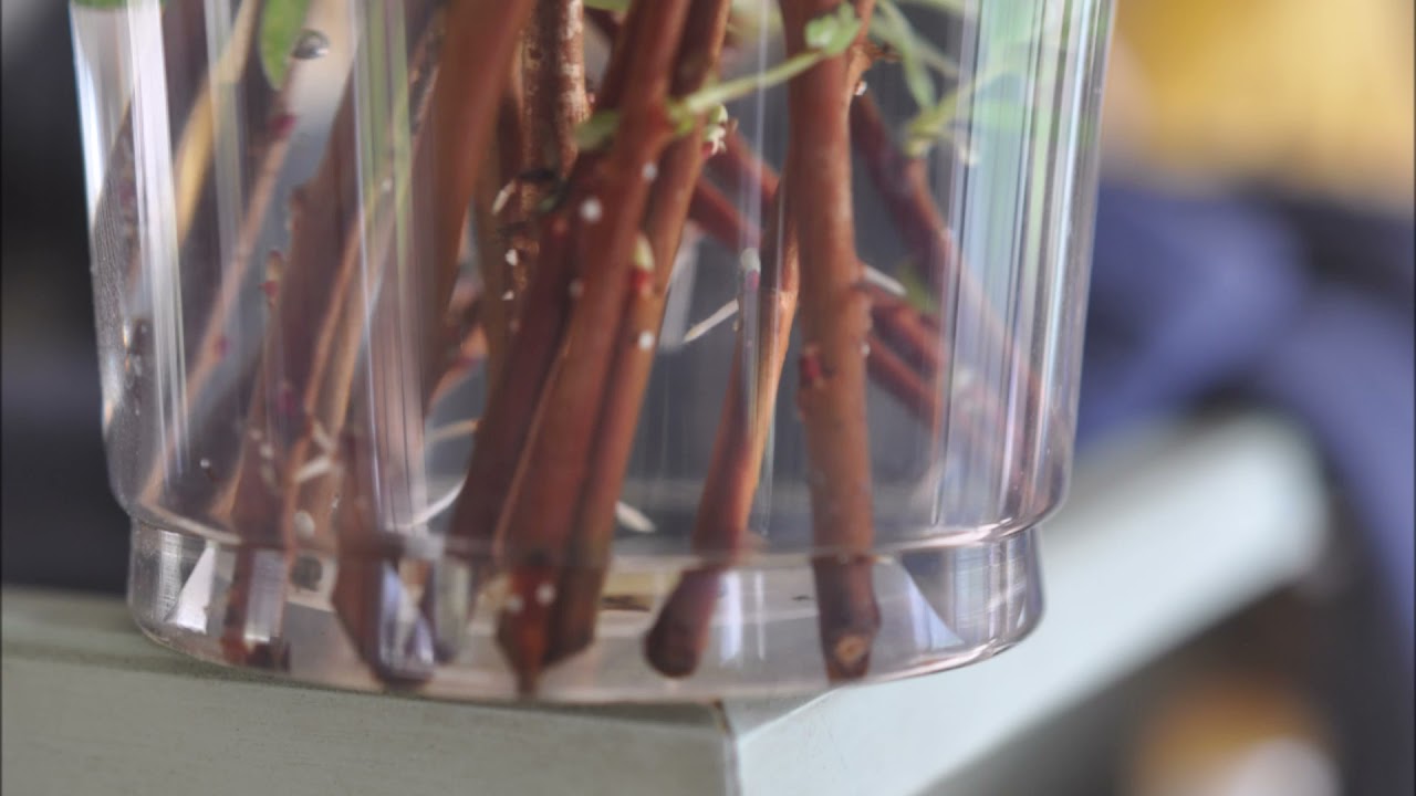 Redtwig and Yellow Twig Dogwoods      Grow from cuttings