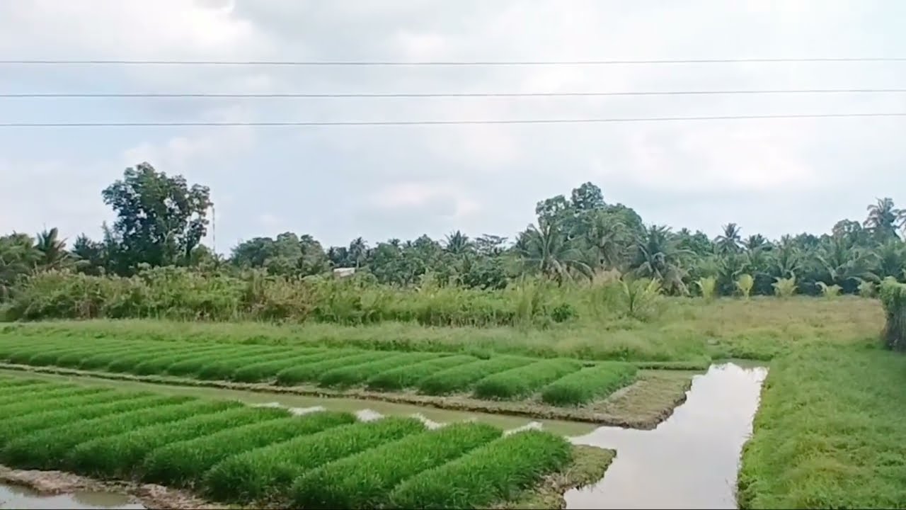 Quiet Village Diary  At noon