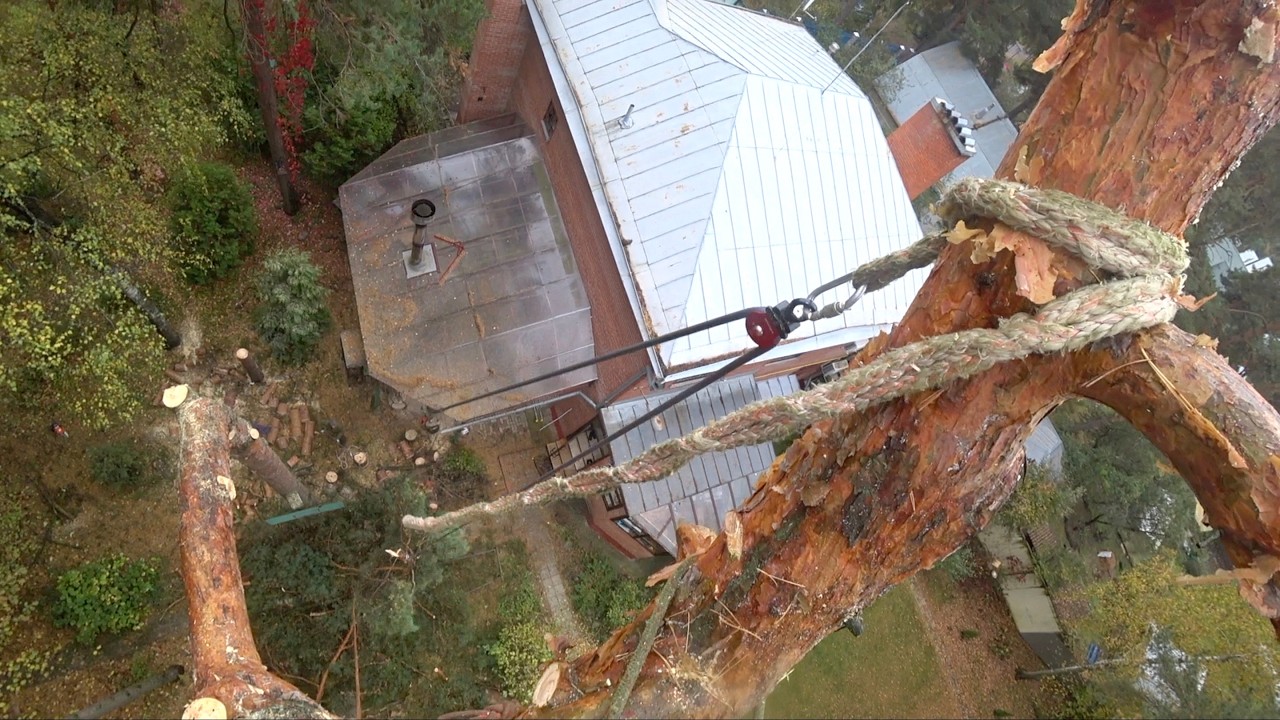 Самая страшная сосна, которую я когда-либо пилил! Кривая сосна – настоящий вызов