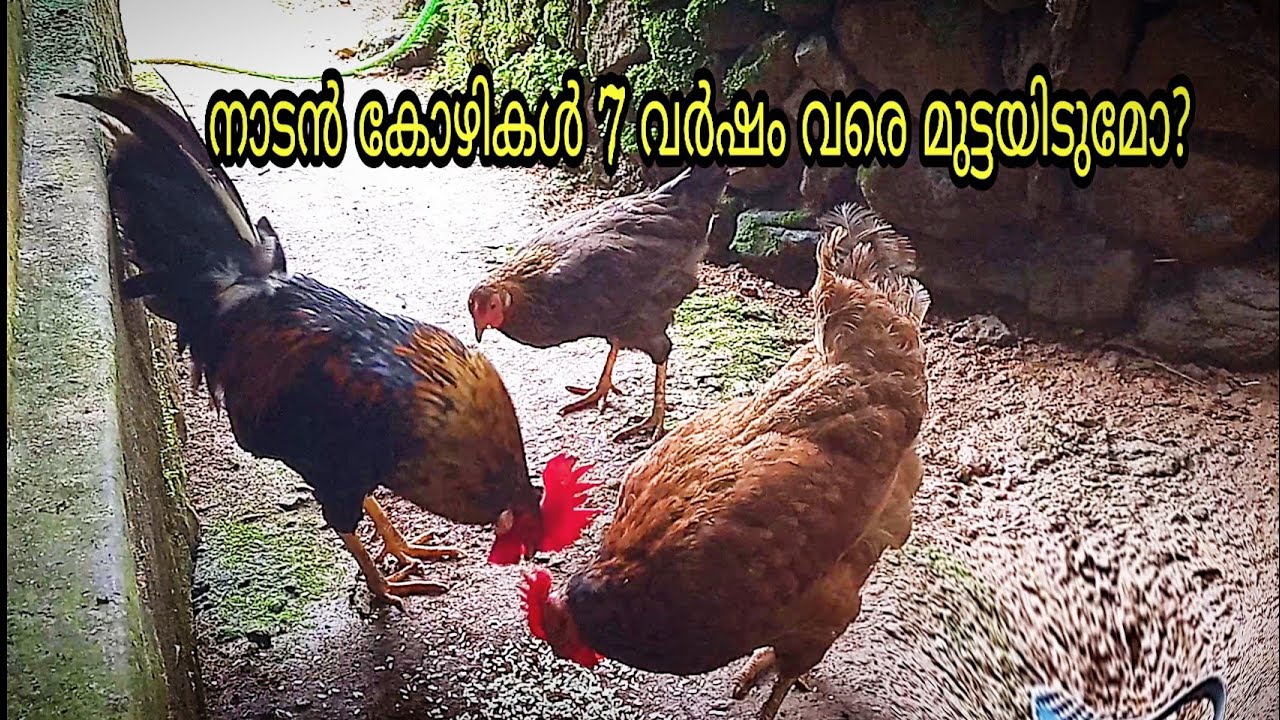 നാടൻ കോഴികൾ എത്ര വർഷം വരെ മുട്ടയിടും