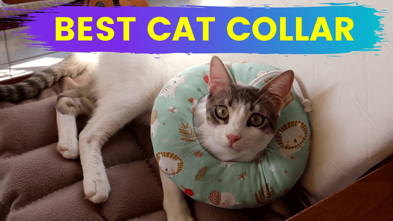[ENG SUB] What is the best type of cat collar - Sewing pillow collars 🐱 Furry Tails