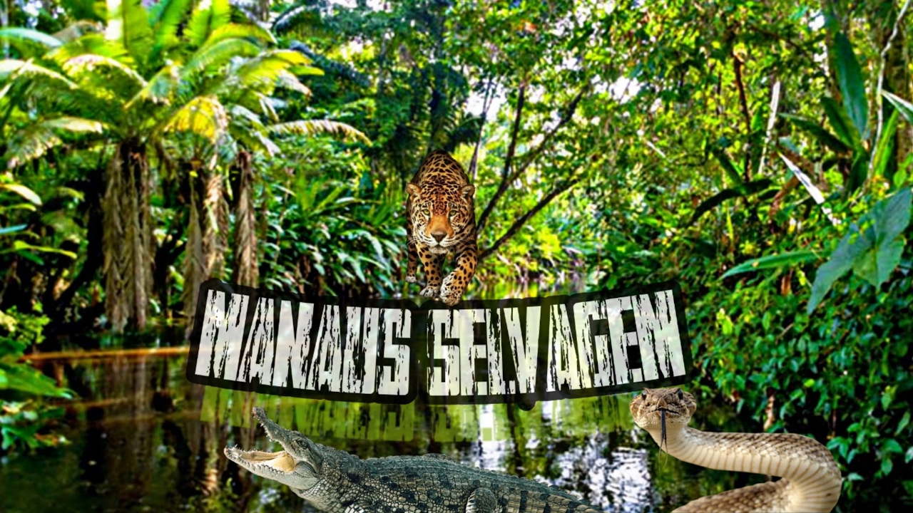 Transmissão ao vivo de Manaus selvagem