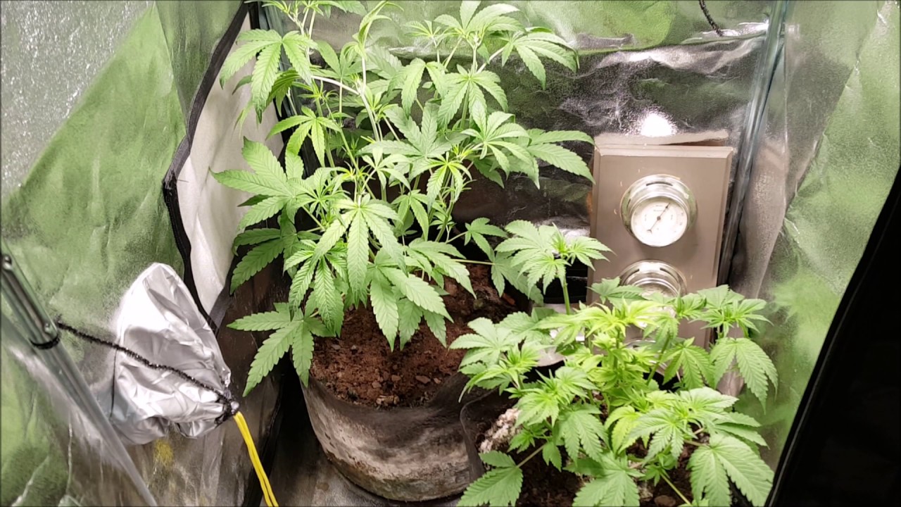 Growing LARGE In small Spaces S 2 Ep 4 CBD Autoflower Project Spektrum King Closet Case
