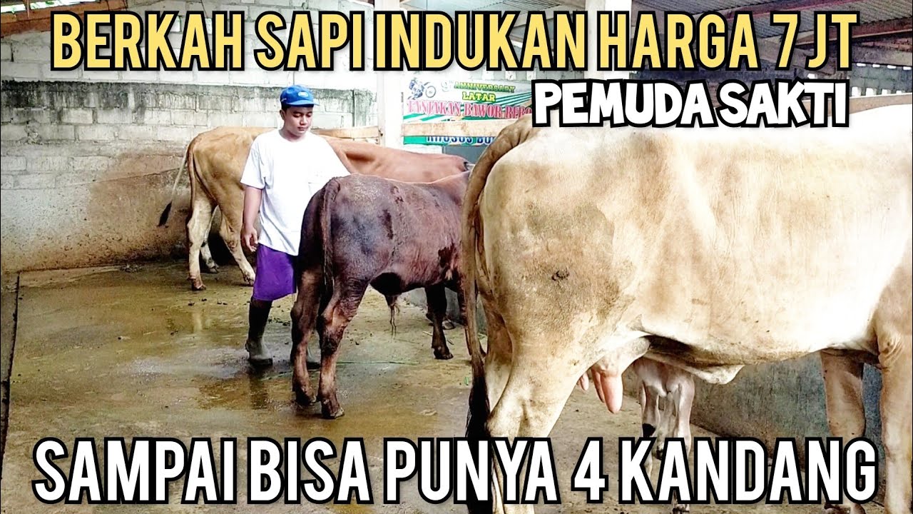 pemuda sakti, ternak sapi modal 1 ekor harga 7 juta sampai punya 4 kandang