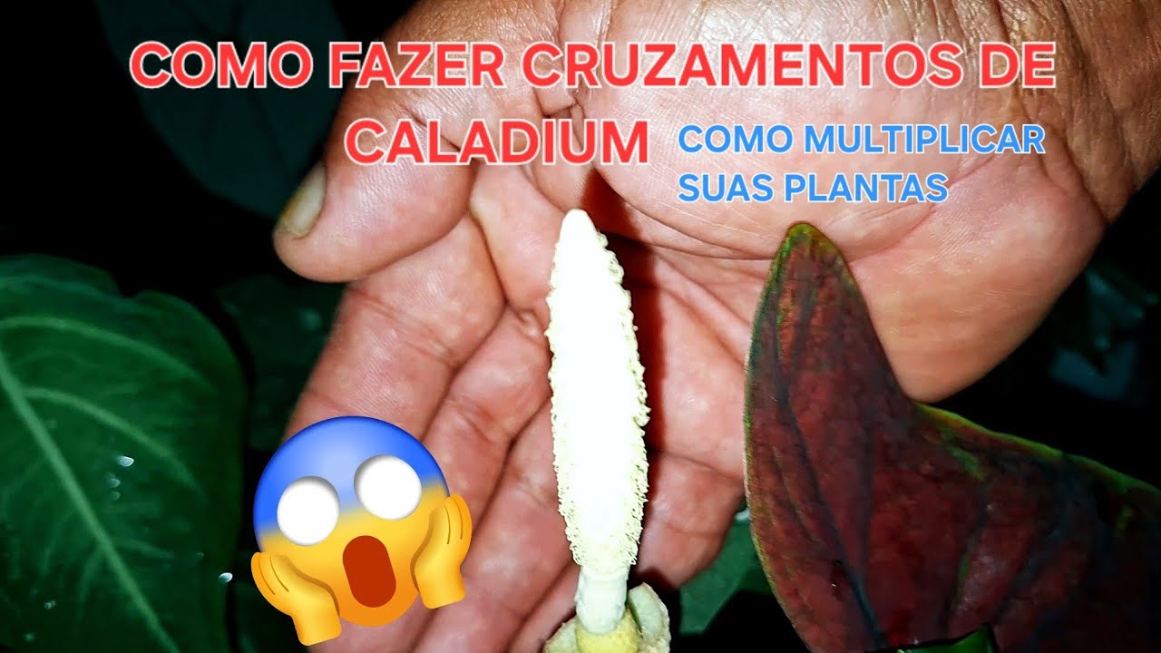 Como fazer cruzamento de caladium multiplicação de caladium @destacar_ #plants #garden 
