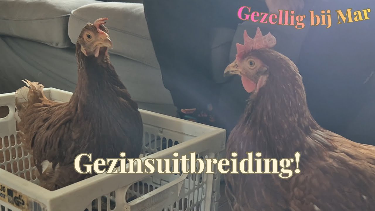 GEZINSUITBREIDING!