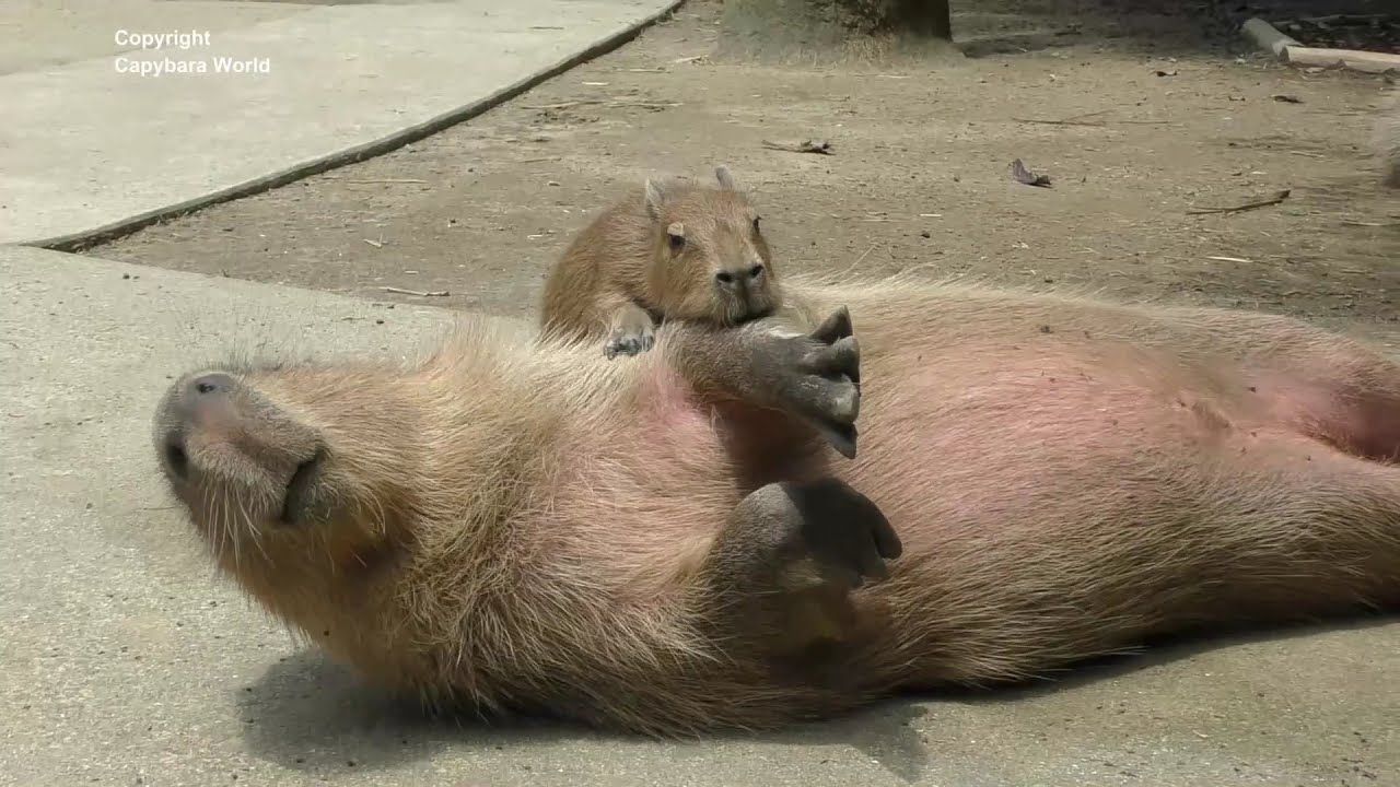 Baby Capybaras Are So Cute Especially Jumping On Older Capybaras  かわいい赤ちゃんカピバラ 可愛的水豚寶寶
