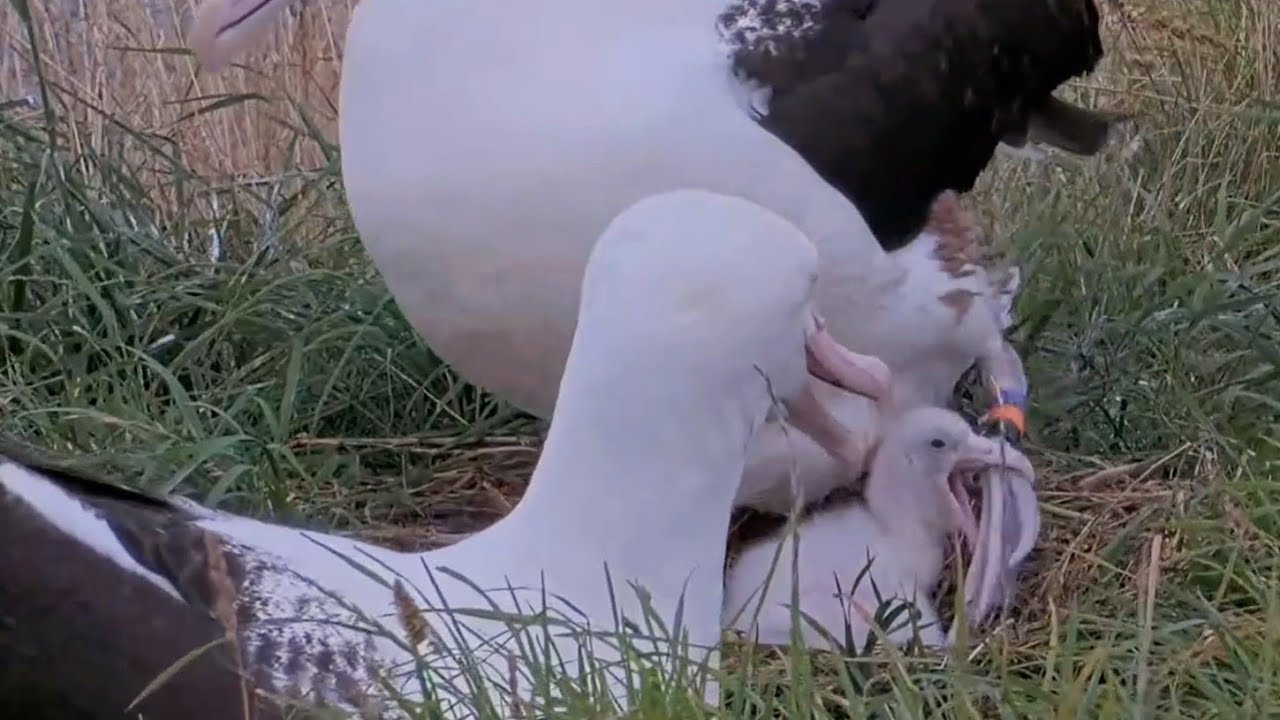 Royal Albatross~😁A big yawn and Mom's leg is stuck in the baby's beak.~11:19 AM 2026/02/02