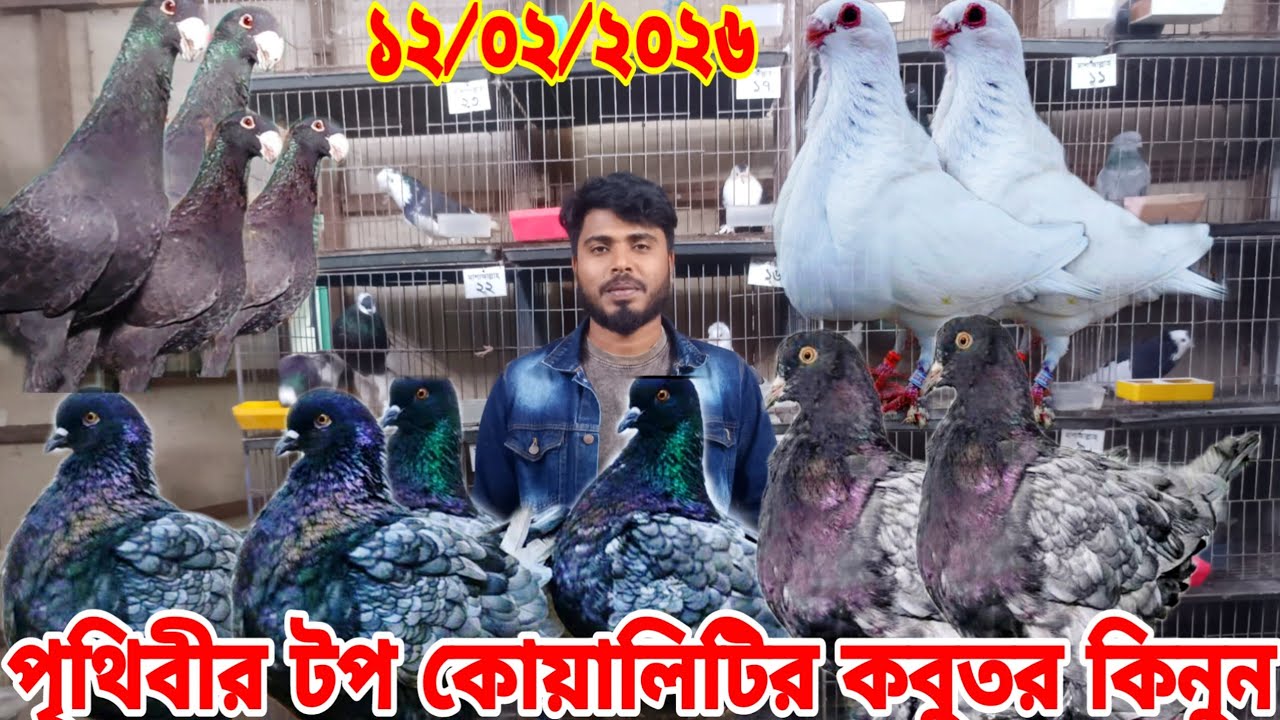 #পৃথিবীর সকল আকর্ষণীয় কবুতর ;মুন্ডিয়ান ;স্প্যানিশ  পোটার;রোমাগনাল,ফেন্সি কবুতর কিনুন ১০০%