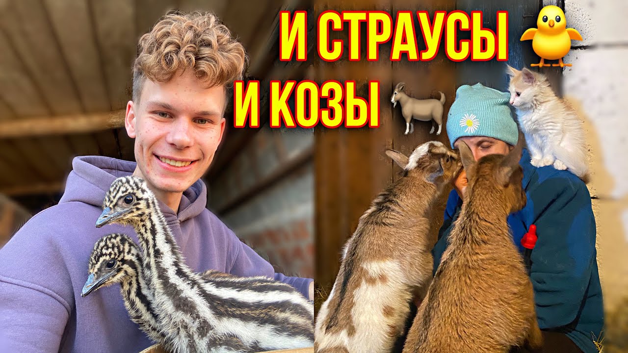 Пополнение за пополнением 🐥 🐐 КУДА  СТОЛЬКО ? 🧑‍🌾 И КОЗЫ И СТРАУСЯТА 🐥Горячая пора в Деревне 🏡