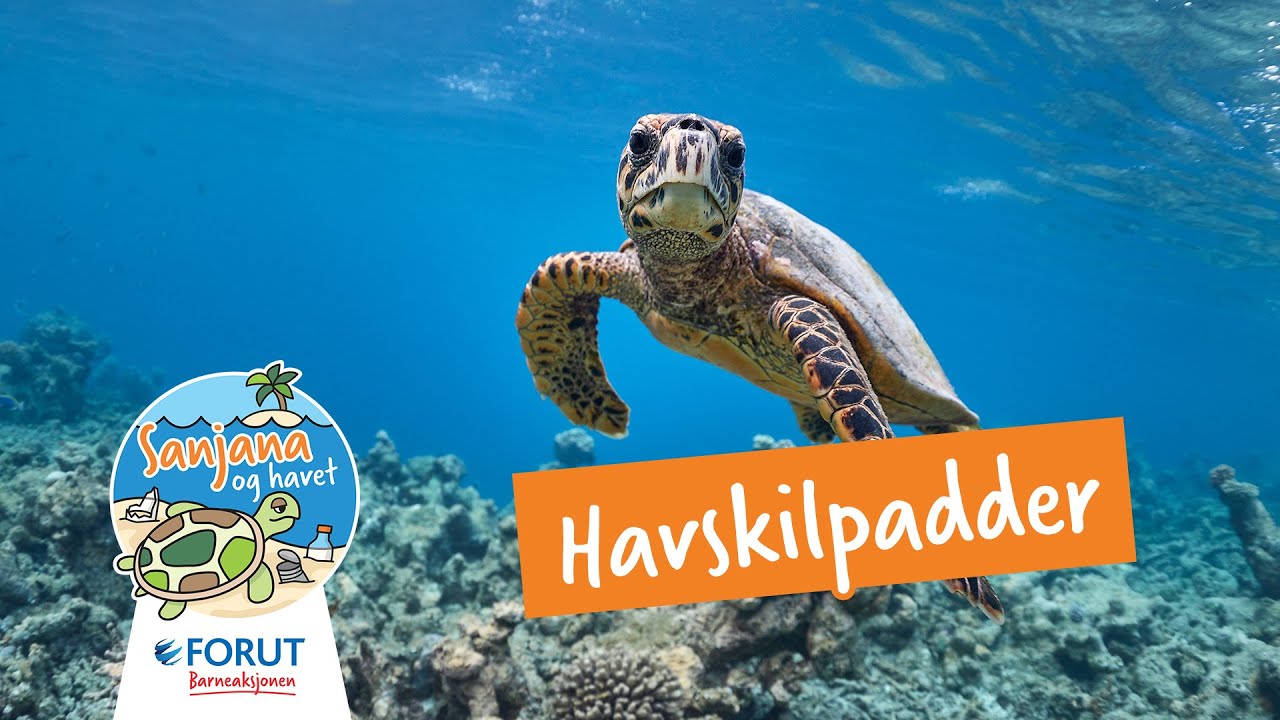 Havskilpadder / Sanjana og havet / FORUT Barneaksjonen