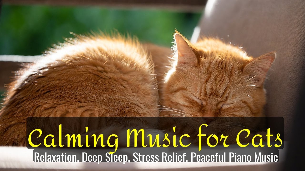 LIVE Calm Sleeping Cat Stream for Meditation 🧘 | Season 41