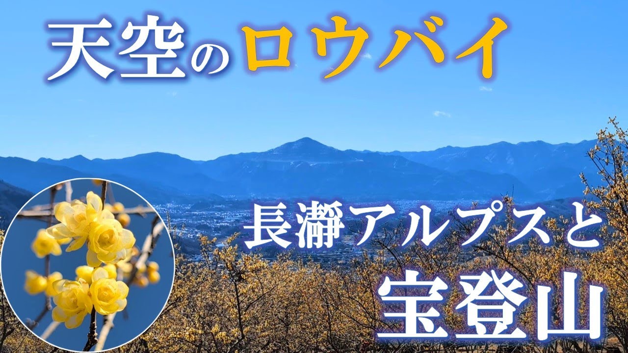 【秩父・長瀞アルプスと宝登山】人気のハイキングコースを歩いて『天空のロウバイ』を見に行こう！（2025/2/9）