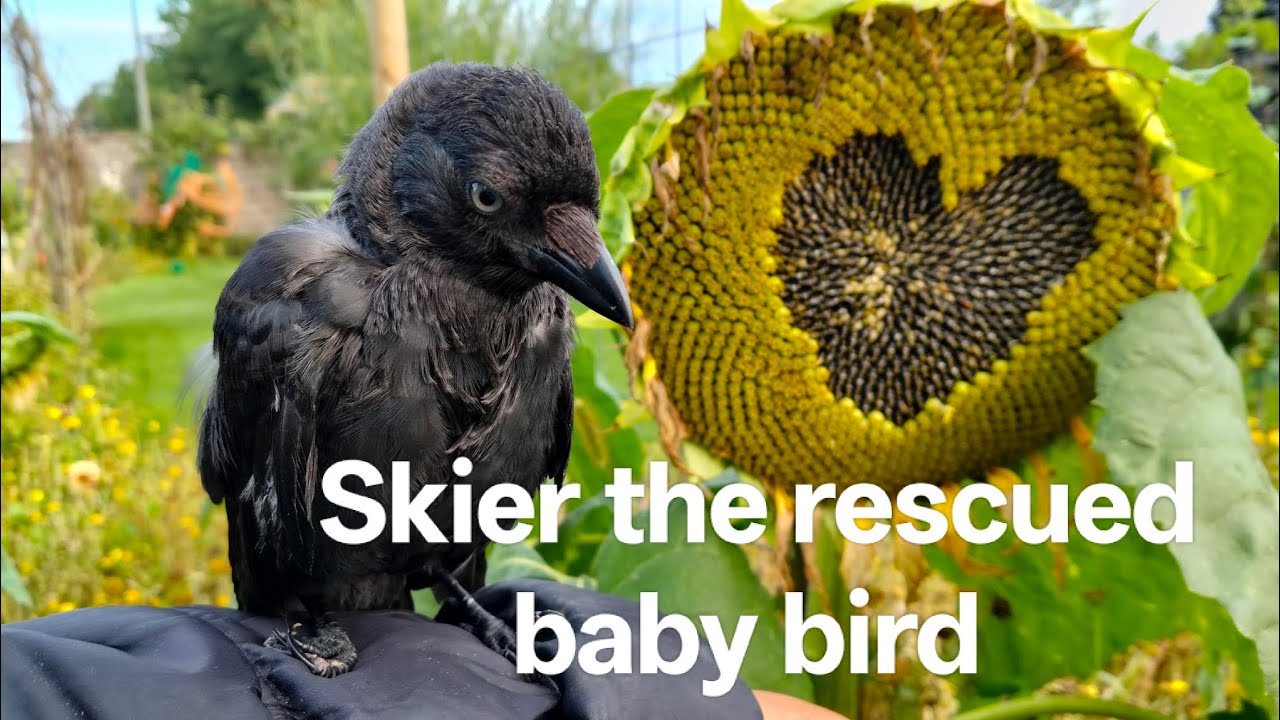  Skier the rescued baby bird in my garden learn to fly #birds #birdlovers 