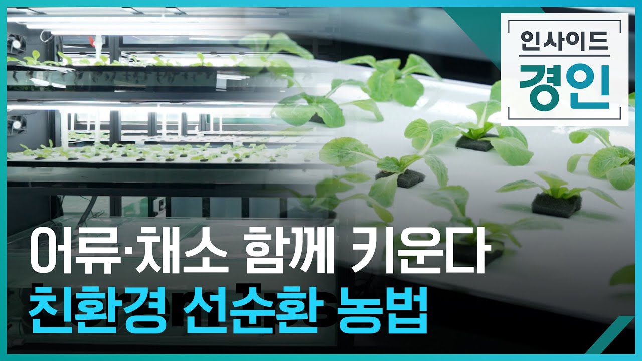 어류&middot;채소 함께 키운다&middot;&middot;&middot;친환경 선순환 아쿠아포닉스 - [인사이드 경인] / KBS  2022.11.18.