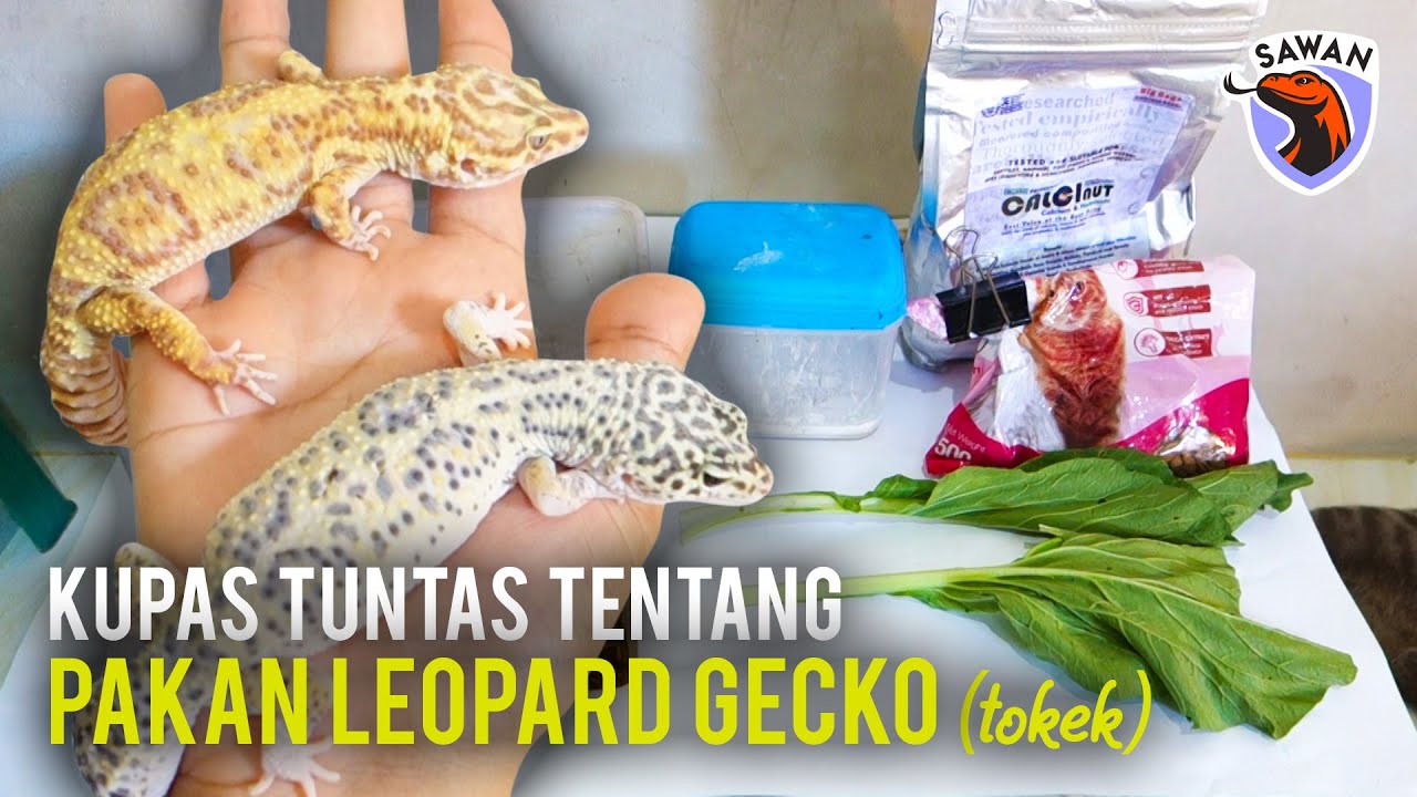 RAHASIA PAKAN TOKEK LEOPARD GECKO agar JUMBO & SEHAT! #SAWAN