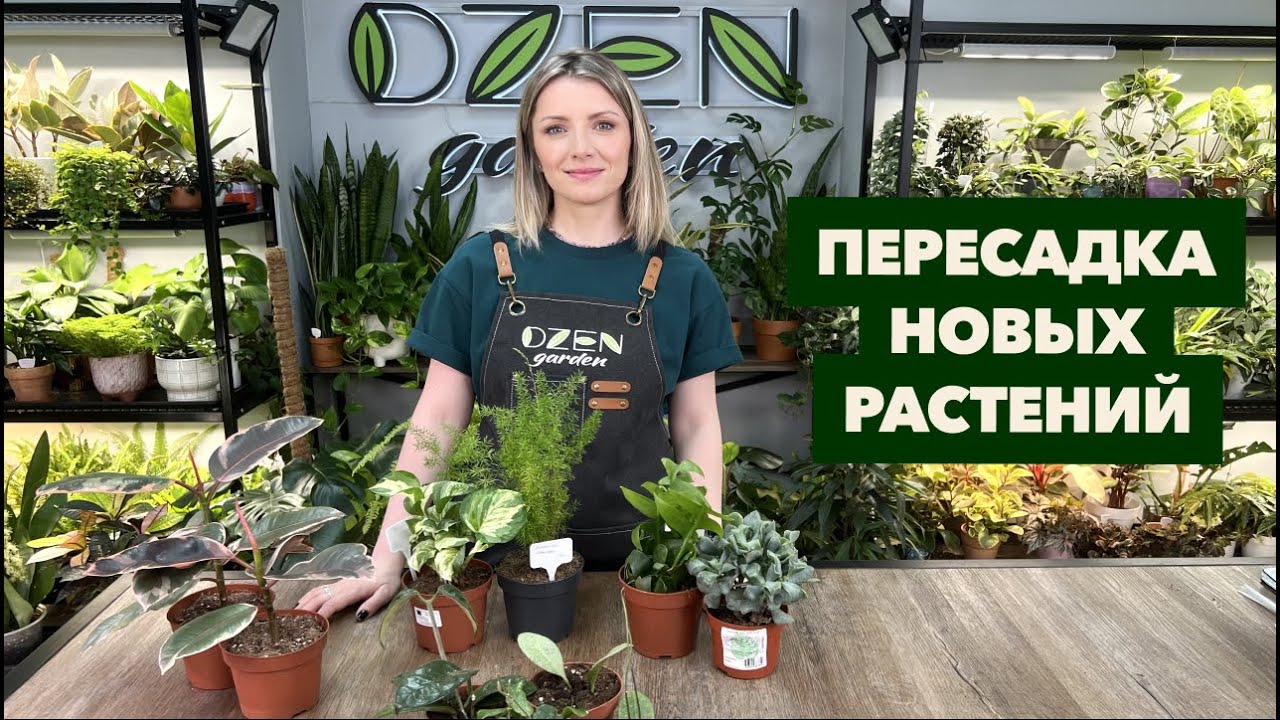 Пересадка новых комнатных растений и цветов » Апрель 2025