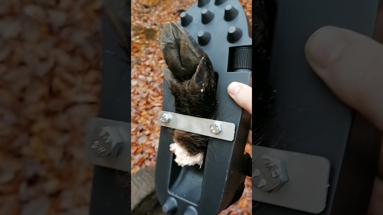 Erstellen der Schwarzwild Fährte mit dem Fährtenschuh,, Wasgau 