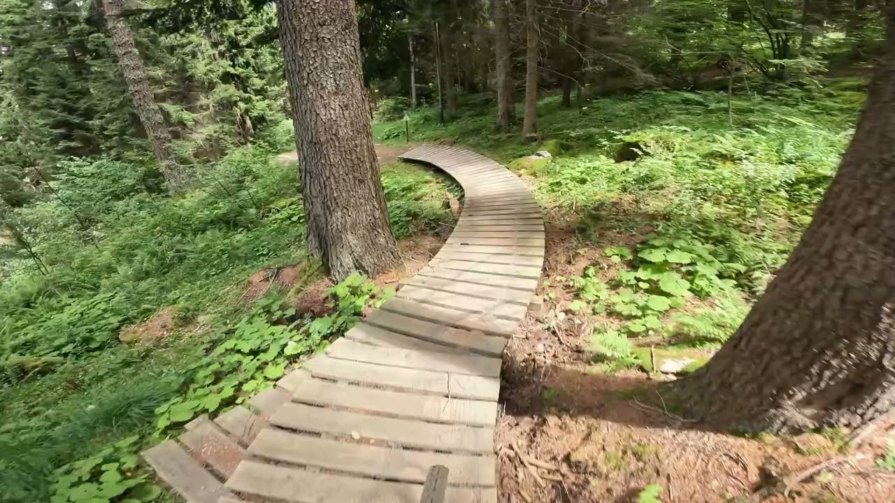 White Wolf  @  Val di sole bike park