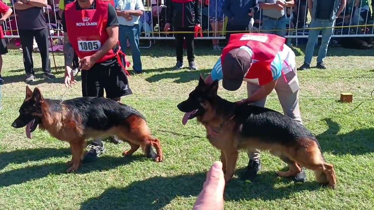 💯 OVEJERO ALEMAN - Sieger Argentino 2025 - Machos jóvenes (2da M). PASTOR ALEMAN ARGENTINA