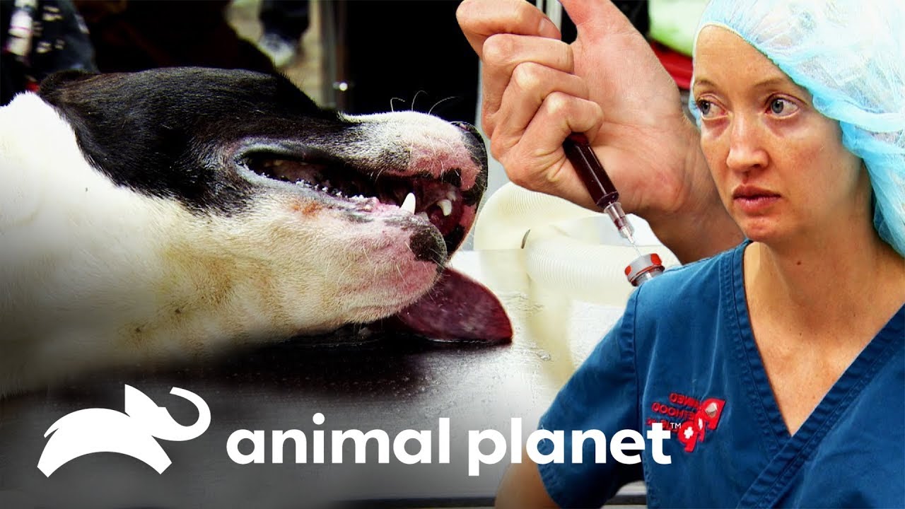 Cão de 10 meses tem febre de 43 graus | Veterinário das montanhas | Animal Planet Brasil