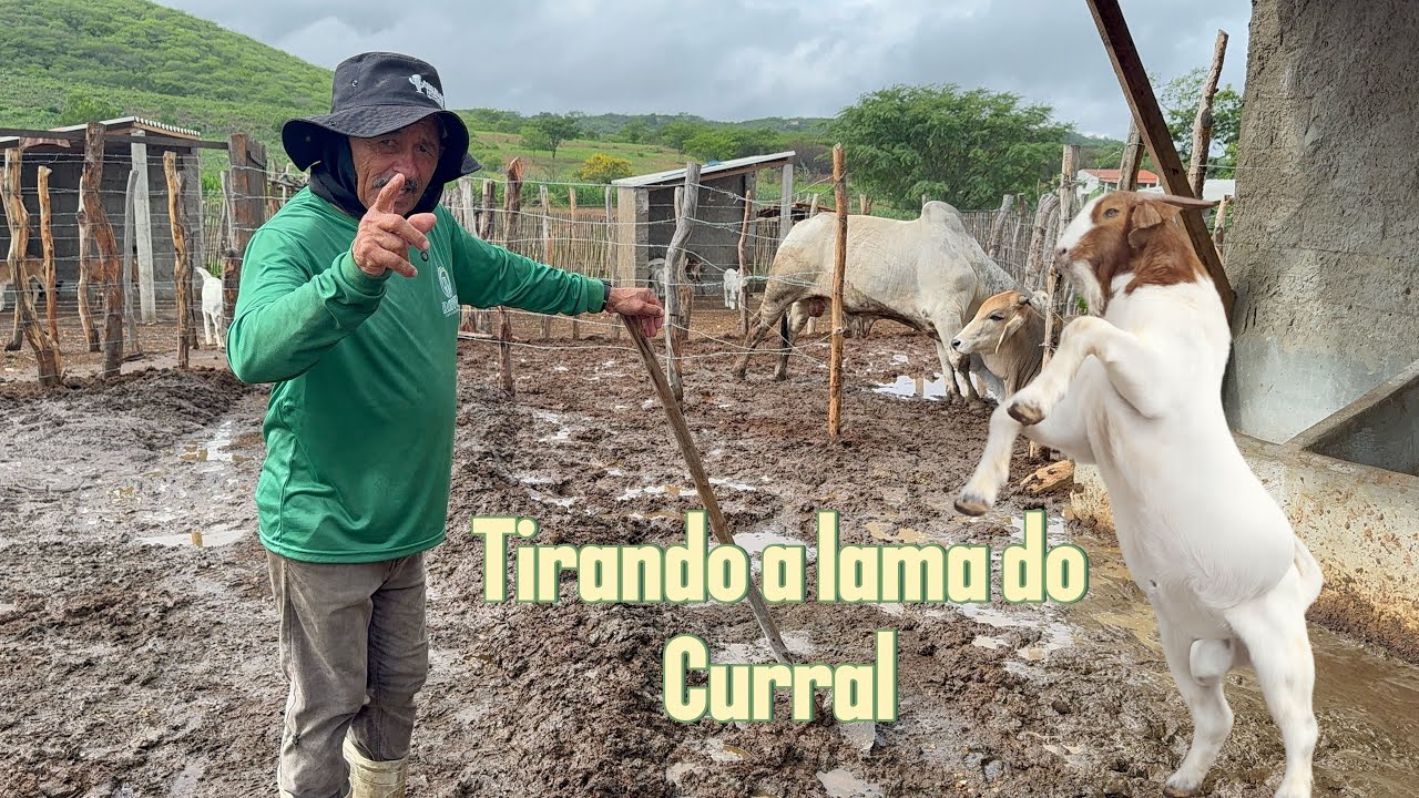 O curral tá cheio de lama depois da chuva 