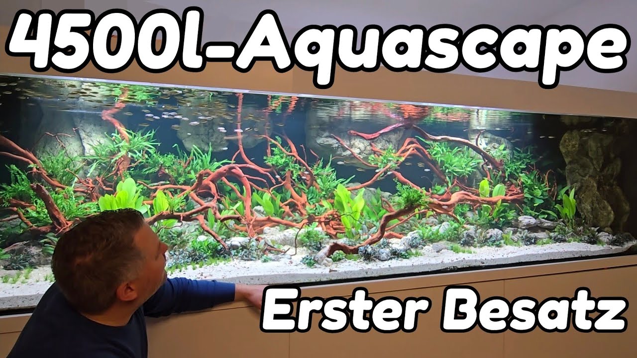 XXL-Aquascape mit Salmlern und Garnelen besetzen