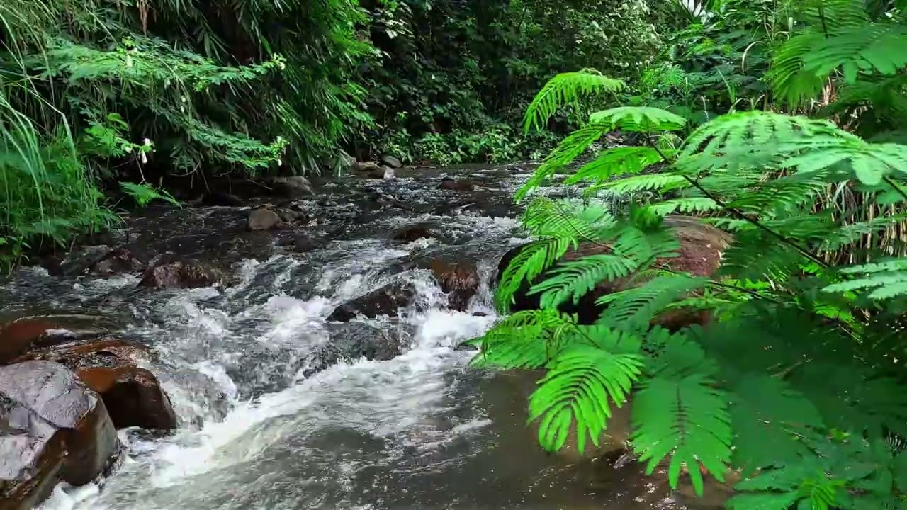 Quiet Forest River Over Stones 🌿 Slow Flowing Water Sounds for Peaceful Sleep