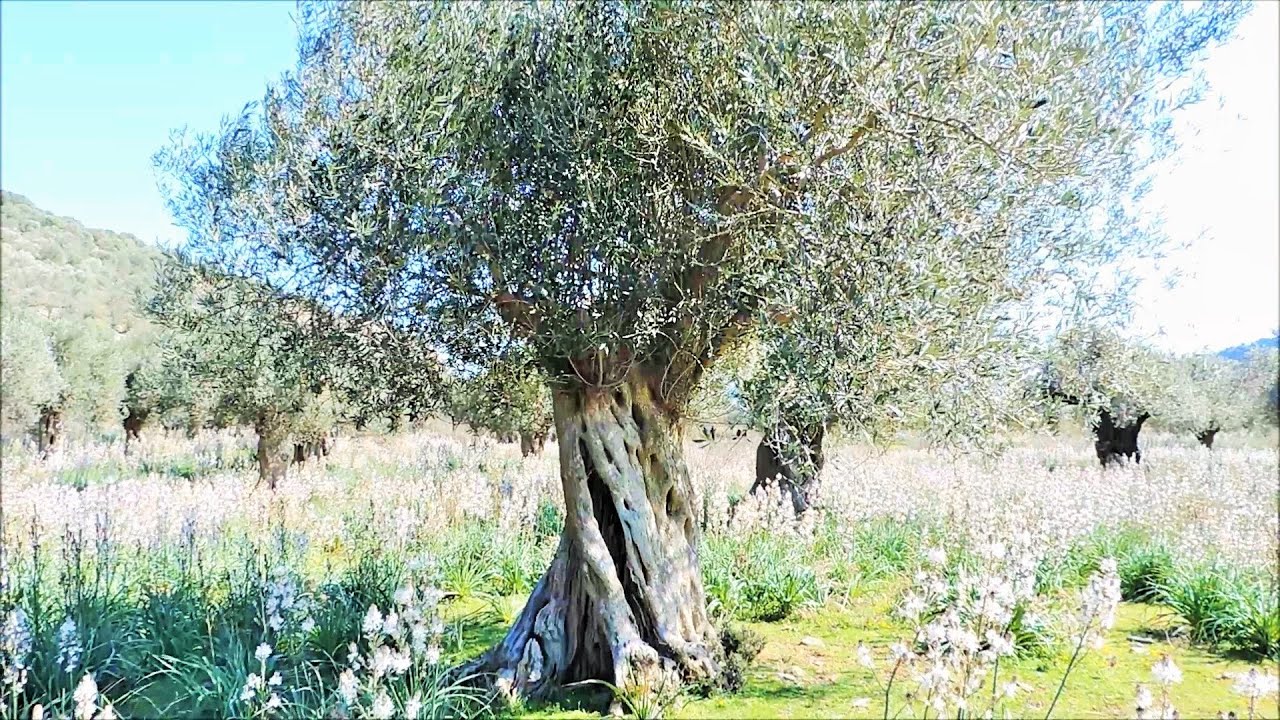 The Very Old Olive Trees of Lesvos island in Greece - Episode 2