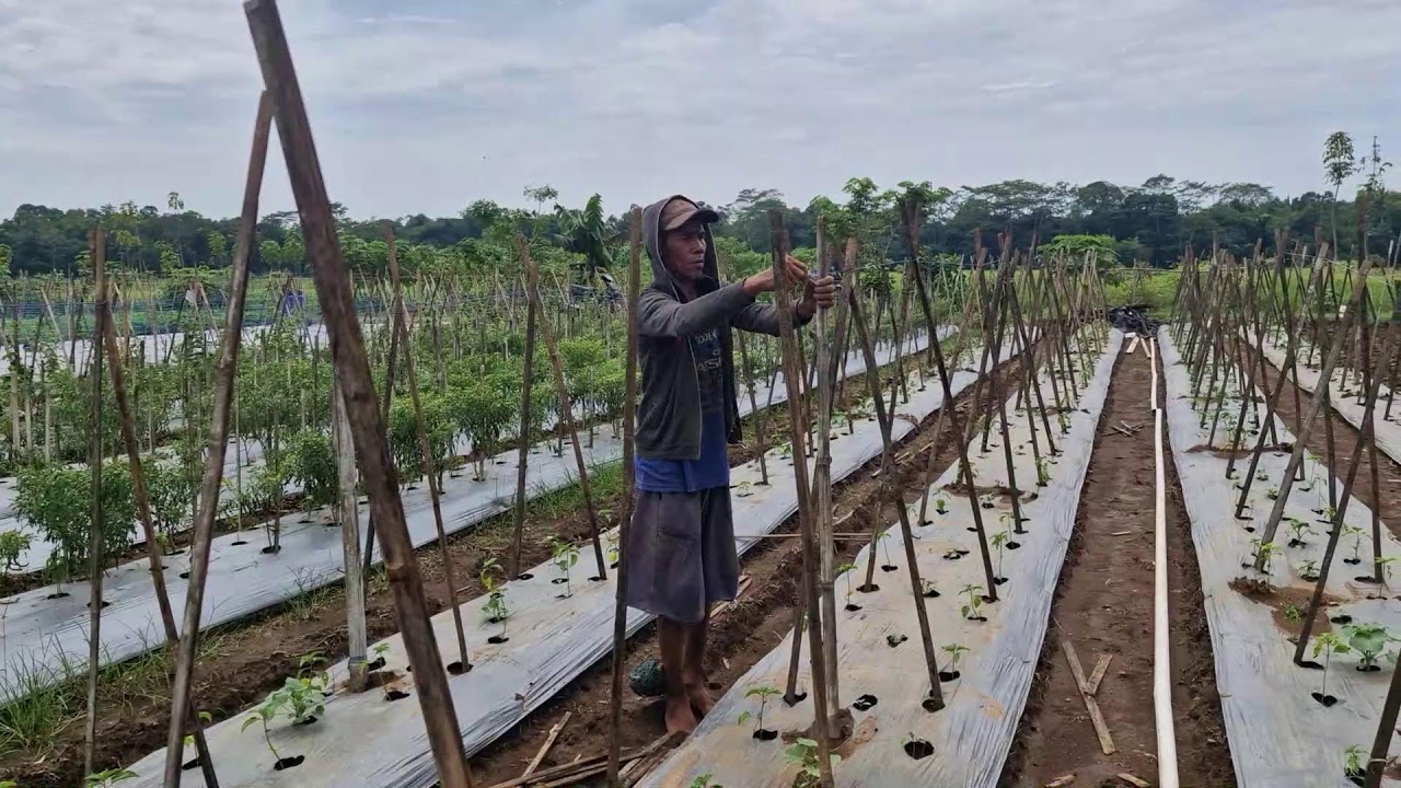 VIRAL ROPE SKILL: SMART HAND-TYING TECHNIQUE FOR BAMBOO STAKES - Agriculture Farming