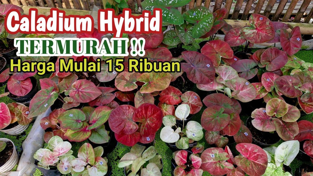 Caladium Hybrid Termurah Part#622