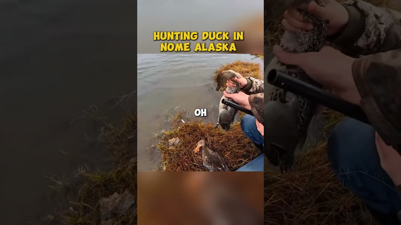 Hunting Duck In Nome Alaska  |  #campping #outdooractivities #outdoorwork