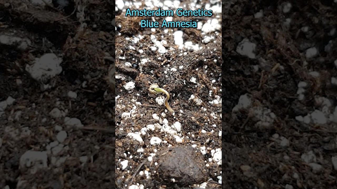 Growing Blue Amnesia Auto #420 #growing #growingherbs #cang #plants