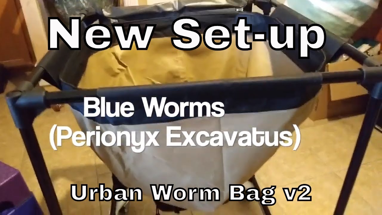 New Set-up! Blue Worms Compost Vermicompost - Perionyx Excavatus - Urban Worm Bag v2 - Ep 1