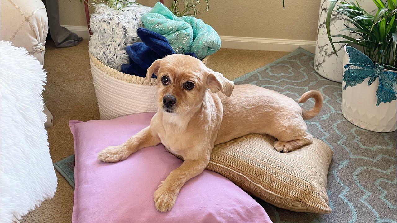 My Dog/Cocker Spaniel Pekingese Mix Breed/Cockinese