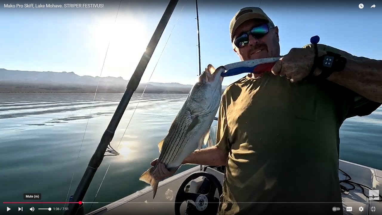 Mako Pro Skiff 15: Lake Mohave. STRIPER FESTIVUS! #makoboats #lakemohavefishing