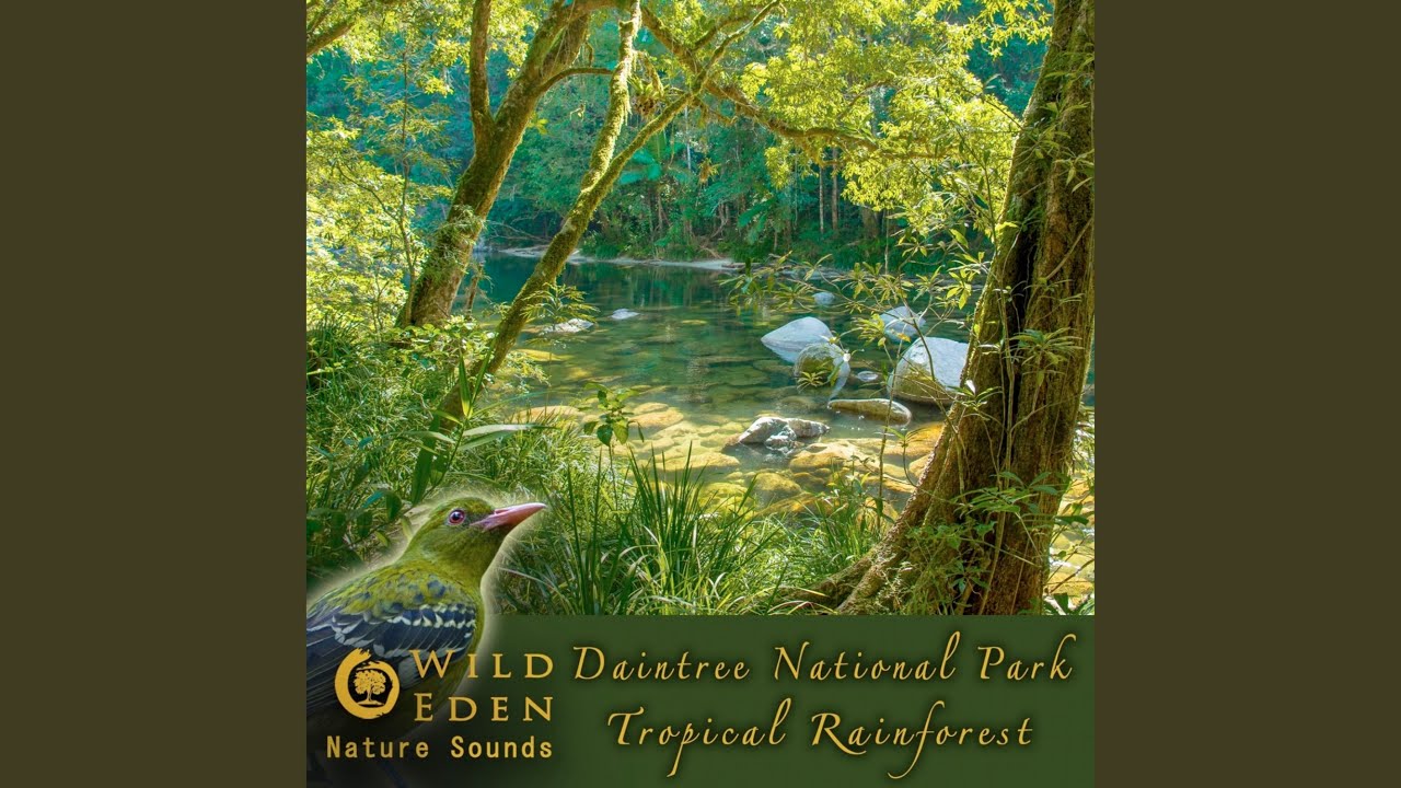 Early Morning - Rainforest Ambience Part 1 (Exotic Tropical Birds Morning Chorus) (Exciting And...