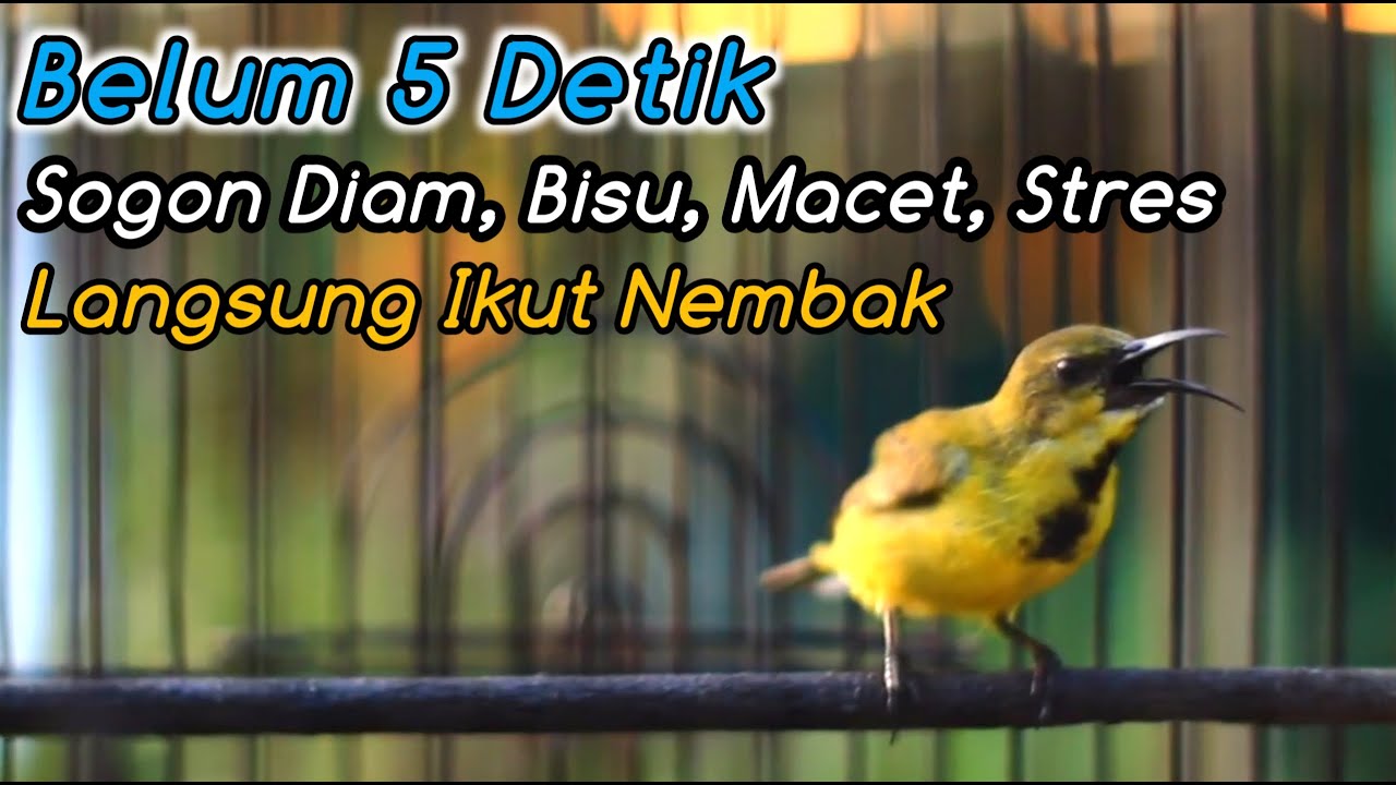 SOGON NGRIWIK NEMBAK PALING COCOK BIKIN SEMUA SOGON LANGSUNG RESPON GACOR‼️PANCINGAN PENGGACOR JITU