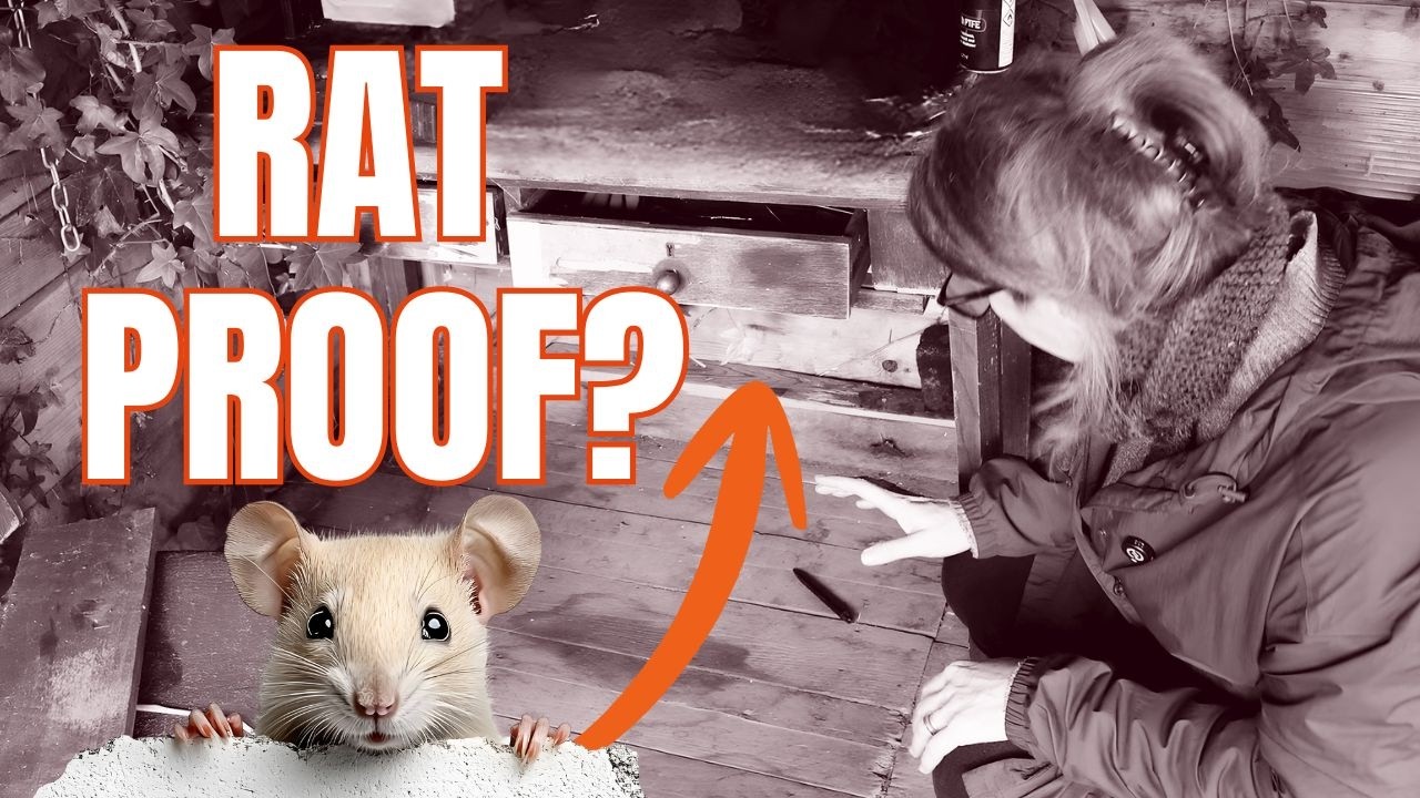 Operation Rat Eviction: Shed Clean-Up & Stakeout!