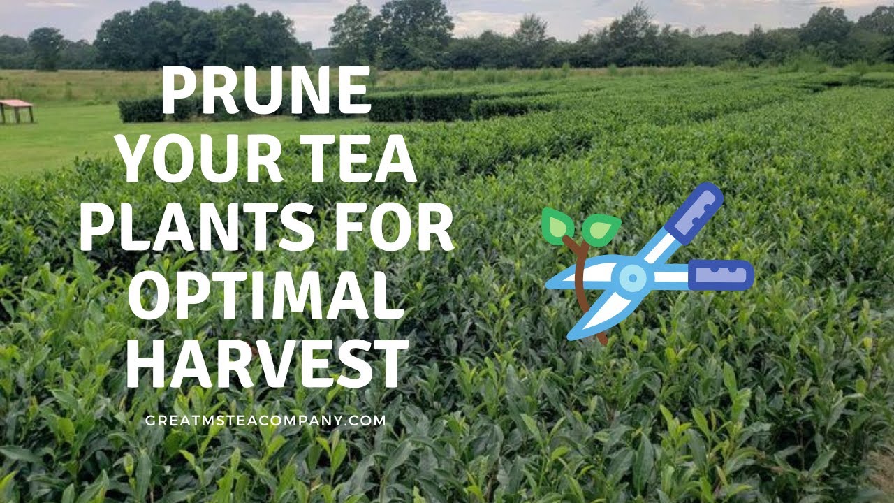 Подробное руководство о том, как обрезать чайное растение для получения оптимального урожая.