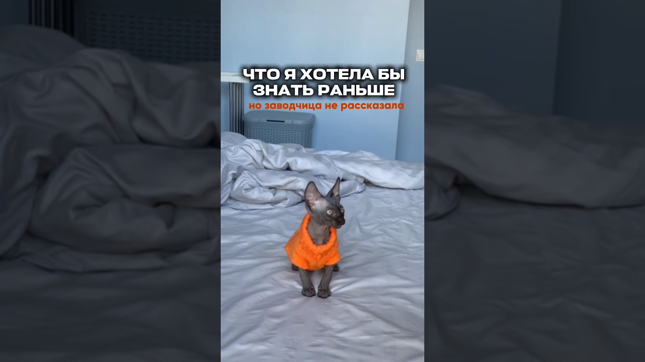 Делюсь личным опытом ❤️🐈&zwj;⬛ арт. WB #WW521091 ➡️Пребиотик от Vividus - OZON: 2904774272