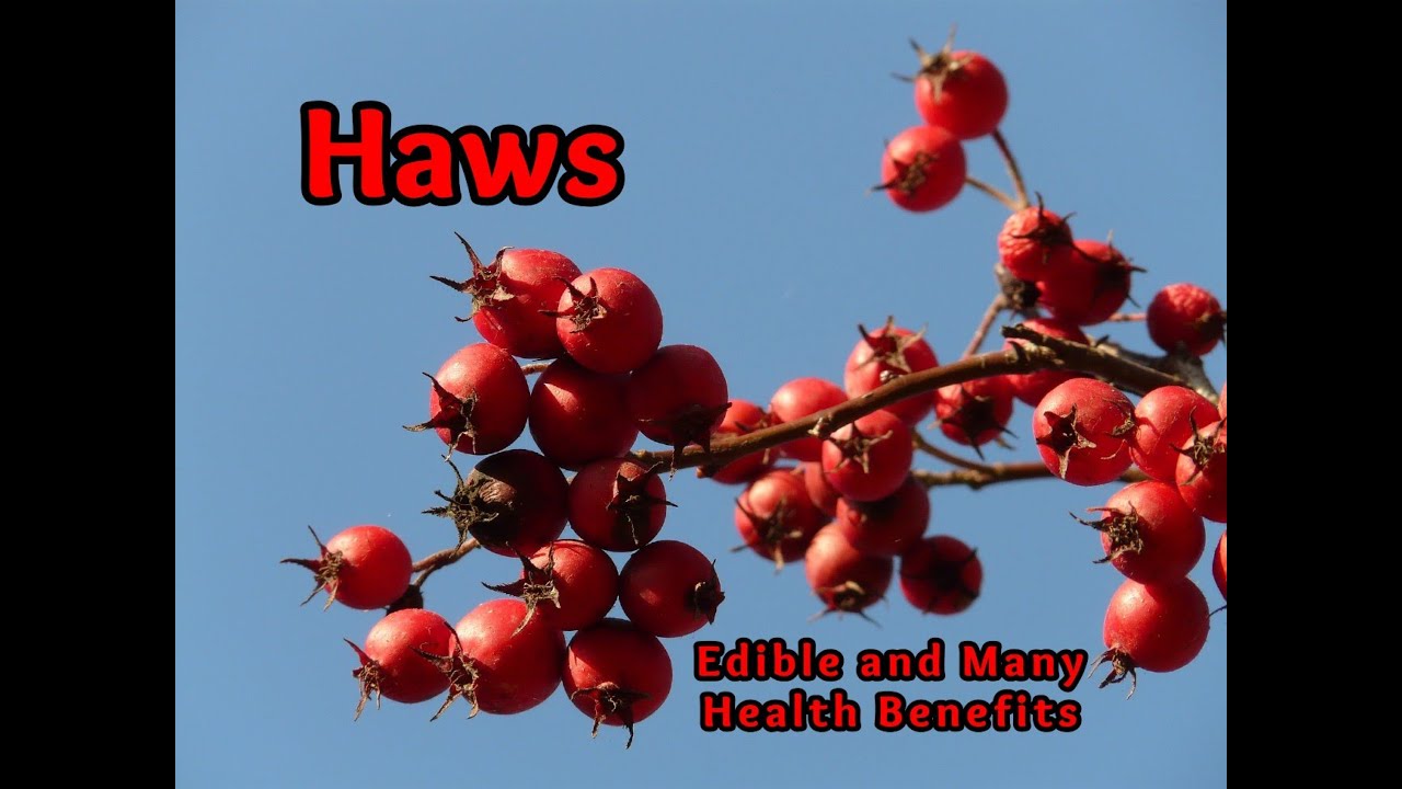 Hawthorn: Identification, Edible and Health Benefits