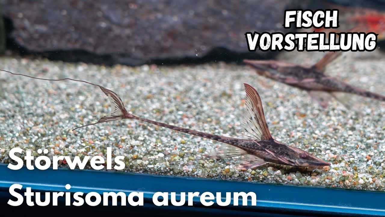 Störwels - Sturisoma aureum | Liquid Nature Fisch Vorstellung