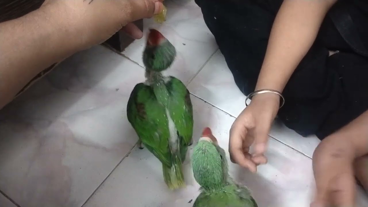 #parot ke baby Ne Khai graps
