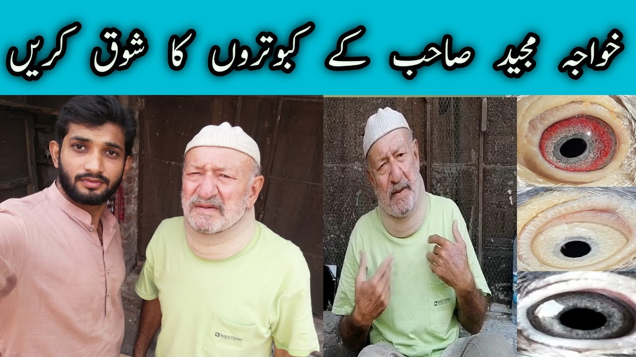 Khawaja sahib k kabootaron k aj shoq kren doston | Pakistan Teddy Pigeon 2022 |