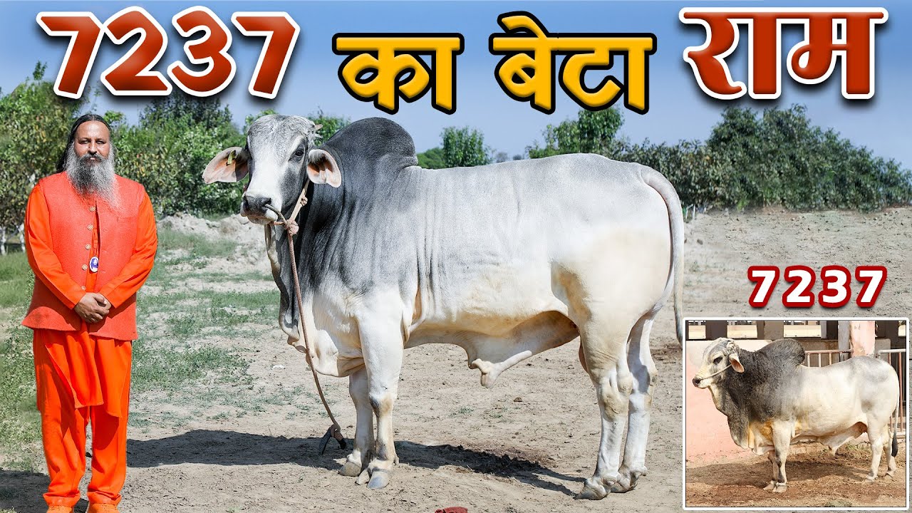 7237 का बेटा राम पैदा करेगा उसके जैसी संतानें #tharparkar #bulls #kgsg  #7237  #kamdhenugaushala