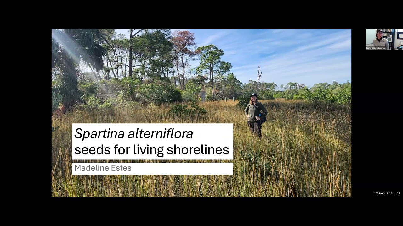 The Right Plants for the Right Job: Spartina alterniflora in Florida's living shorelines.