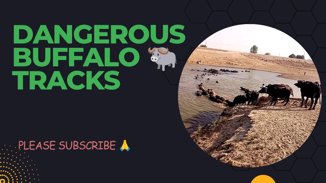 Difficult pathway Buffalo 🐃🐃 have to take 😳 @earthcreatures-1813