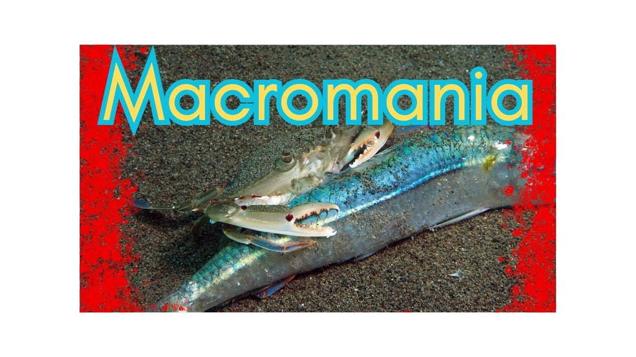 Diving in Secret Bay Bali, Gili Manuk! 